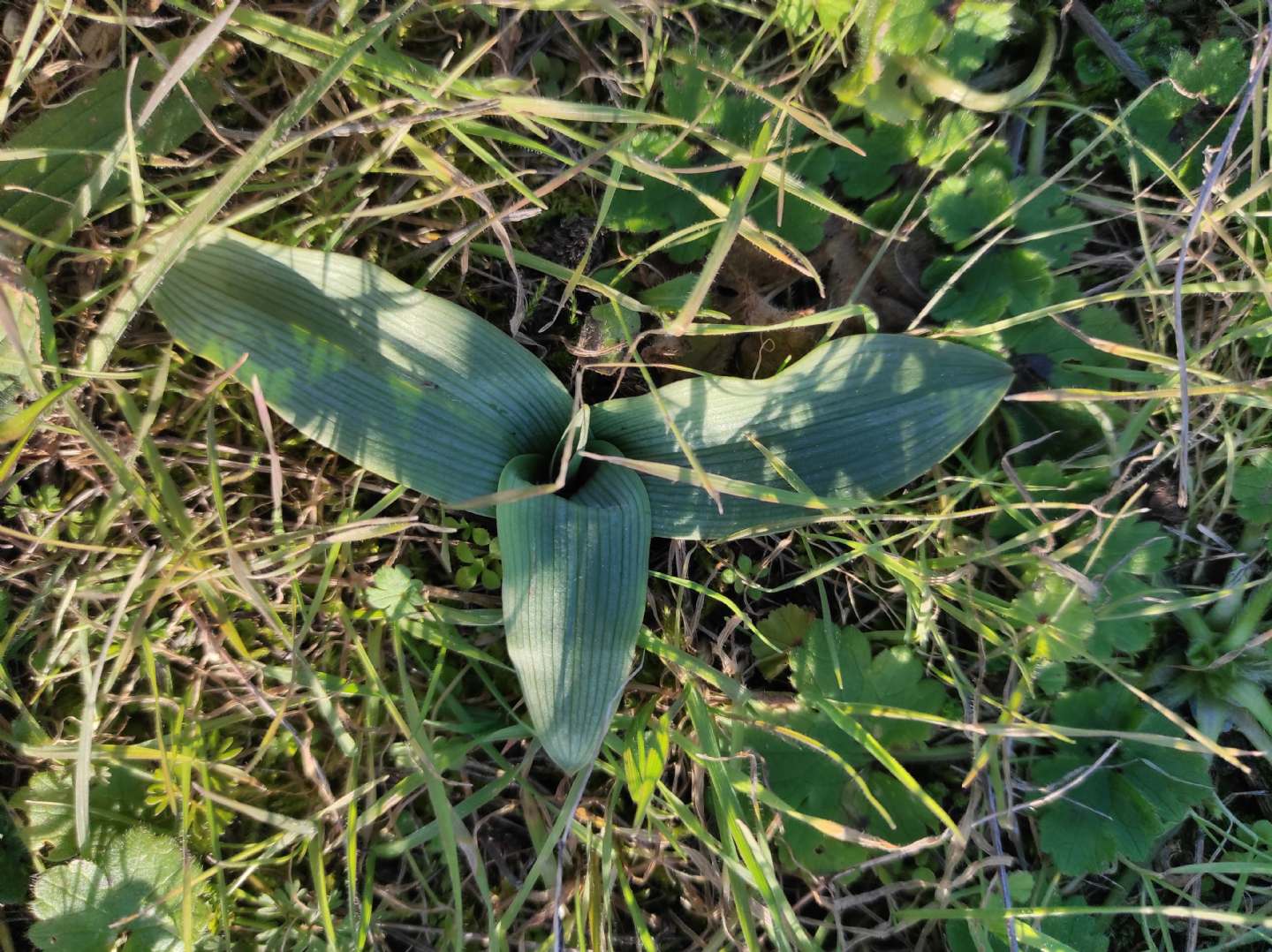 Identificazione rosette basali